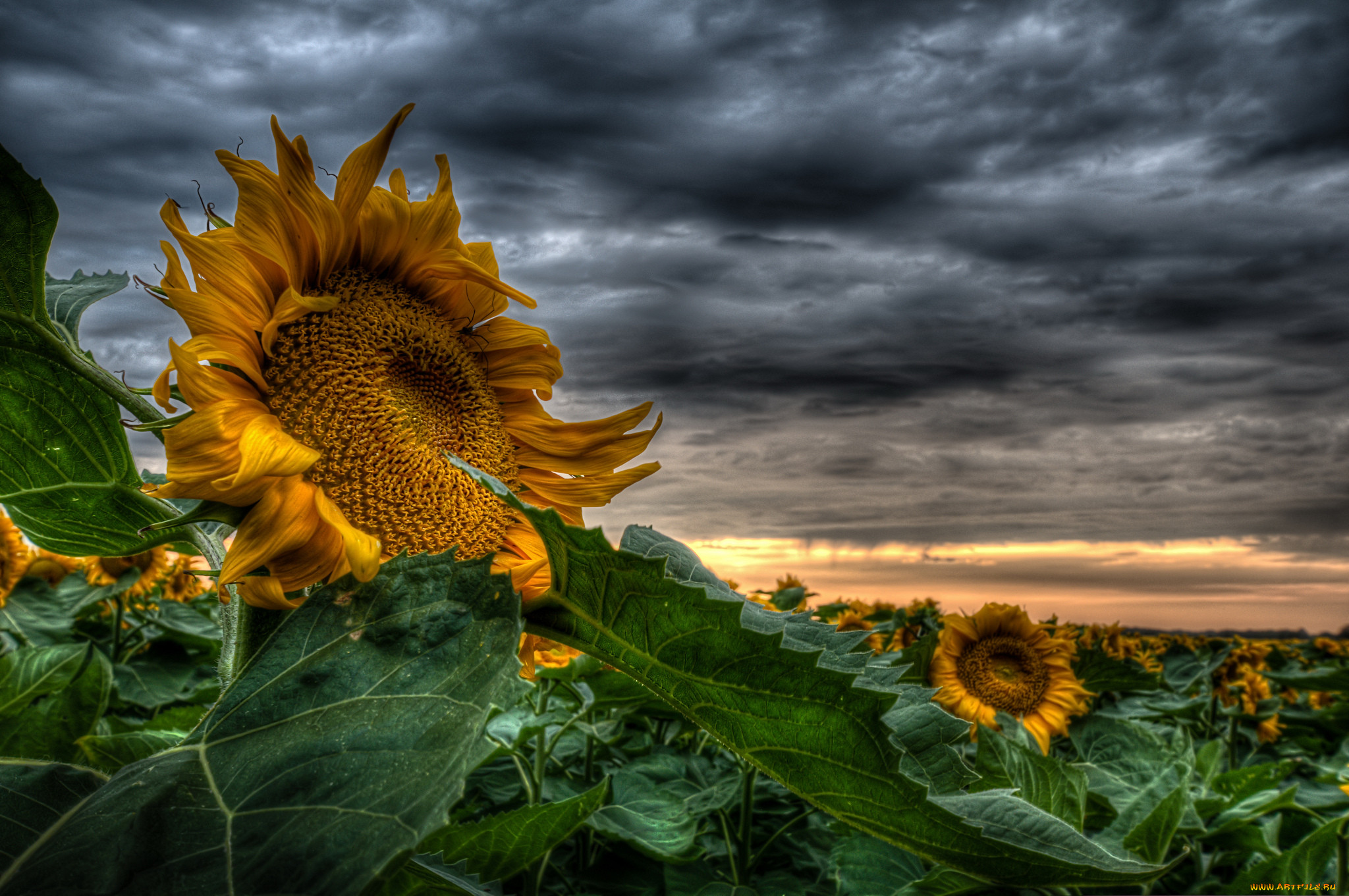 sunflower, , , , 